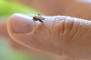 夏季家居防蚊策略：告别嗡嗡声，享受宁静舒适